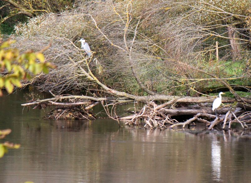 Bildersammlung Anraff 2026 - unsortiert und nicht kommentiert
