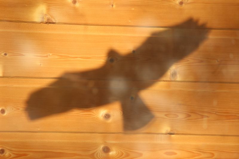Bild