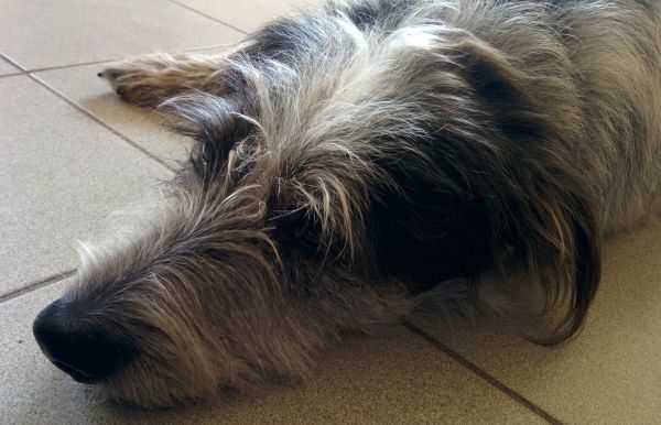 Hannes