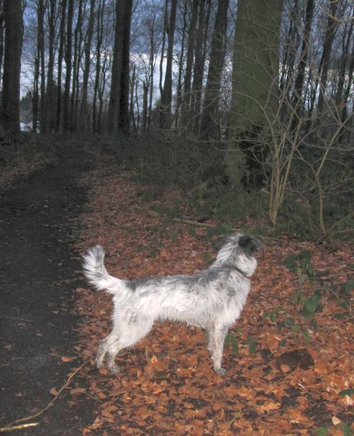 Hannes