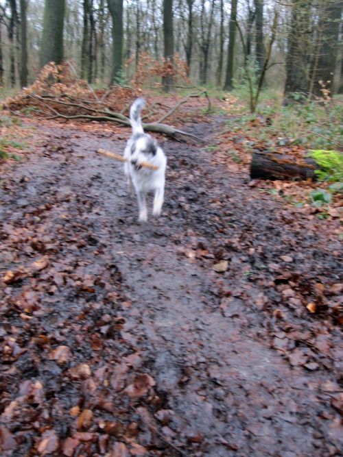 Hannes