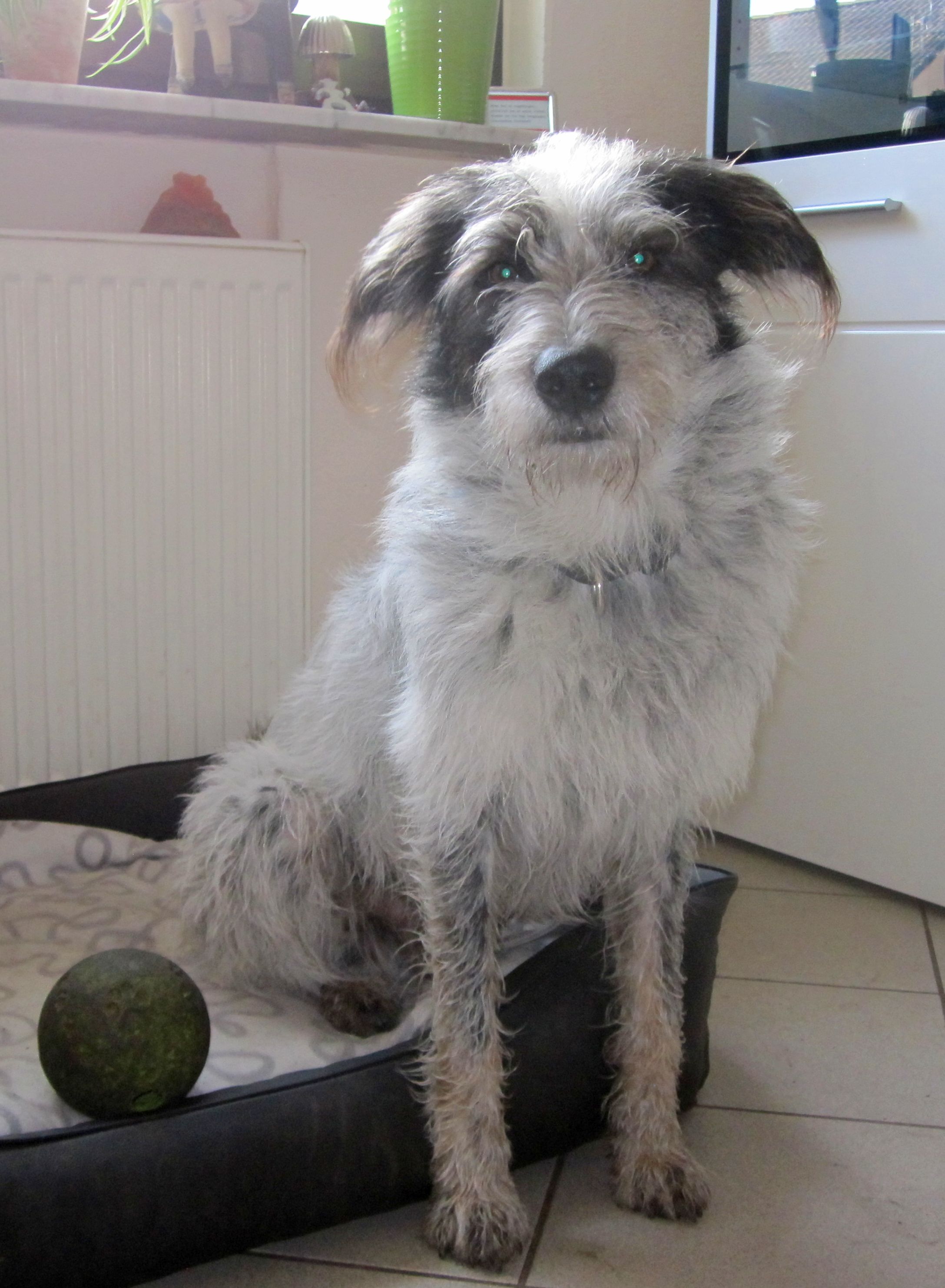 Hannes