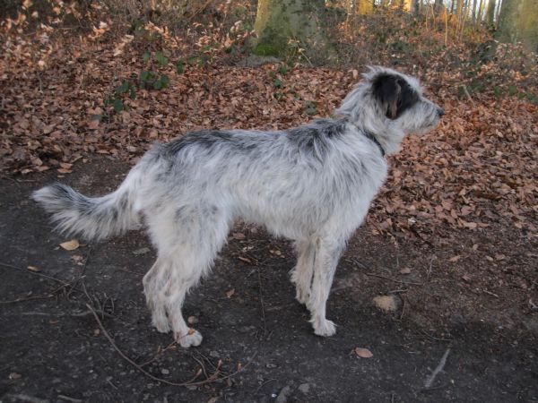Hannes