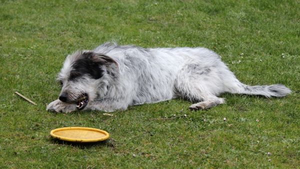 Hannes
