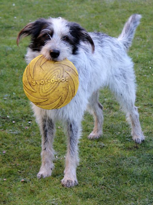 Hannes