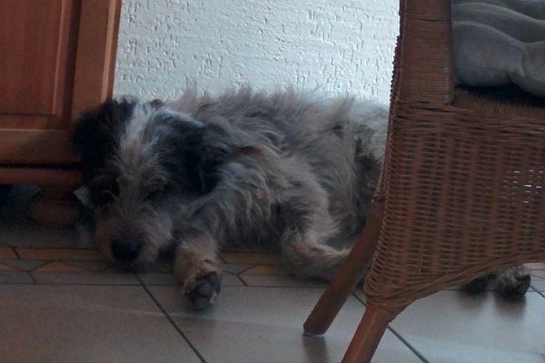 Hannes