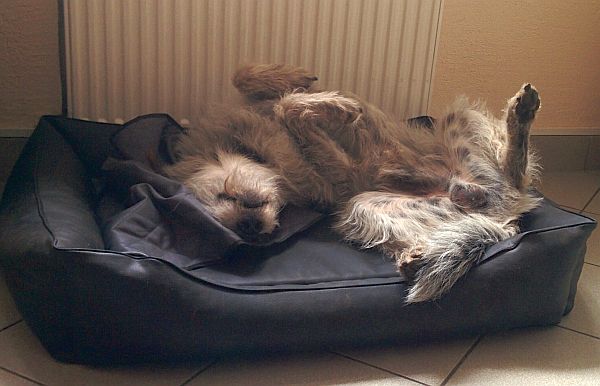 Hannes
