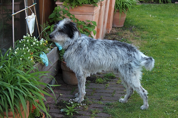 Hannes