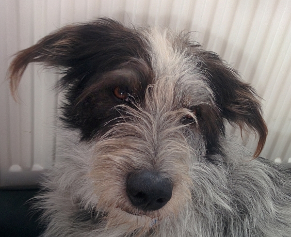 Hannes