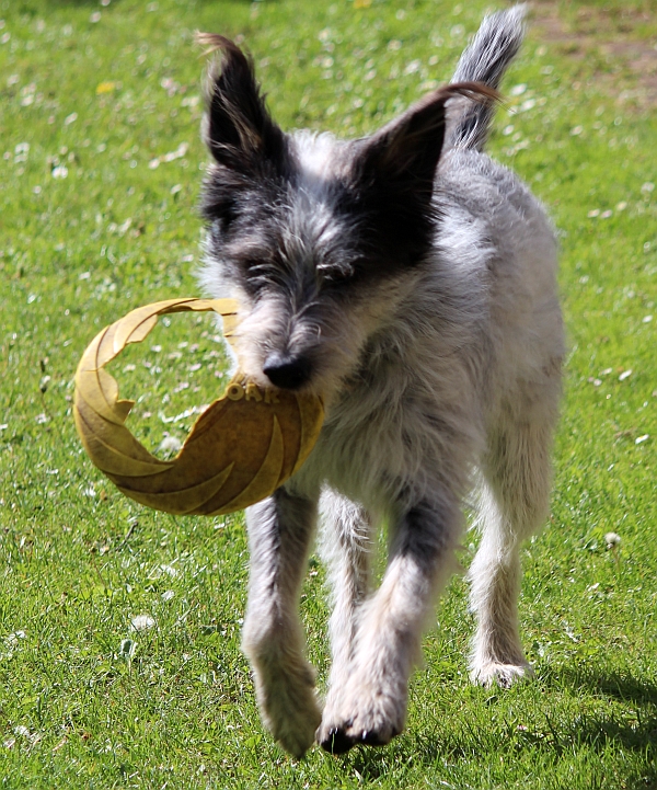 Hannes