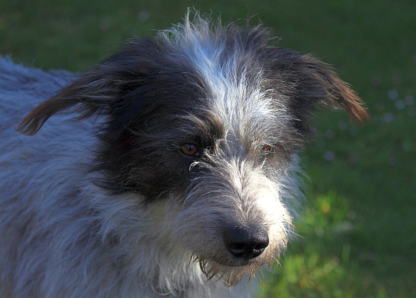 Hannes