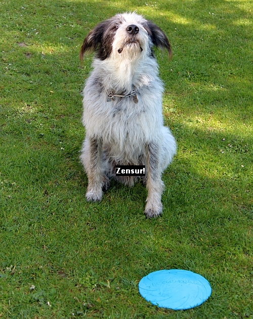 Hannes