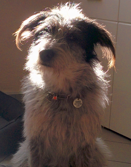 Hannes