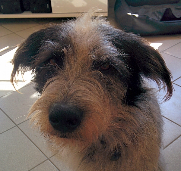 Hannes