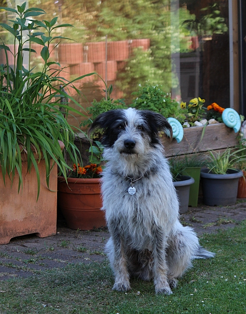 Hannes