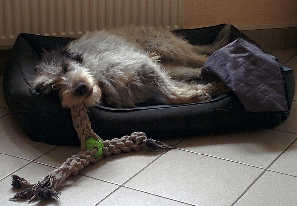 Hannes