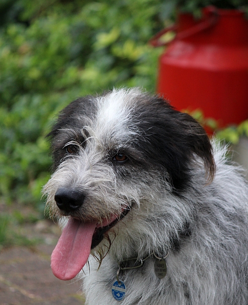 Hannes
