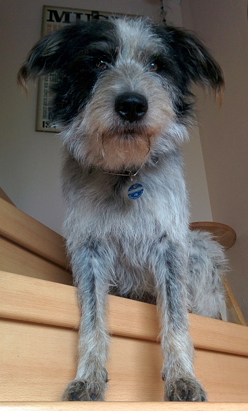Hannes