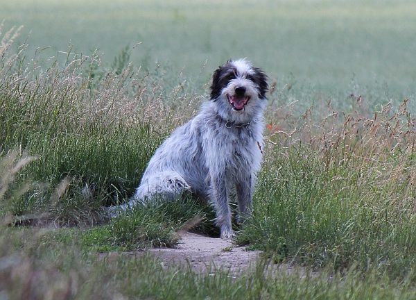 Hannes