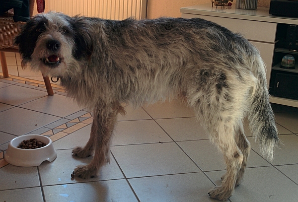 Hannes