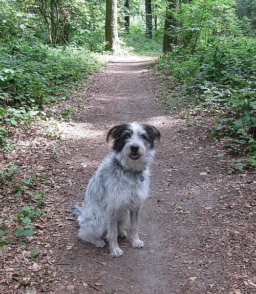 Hannes