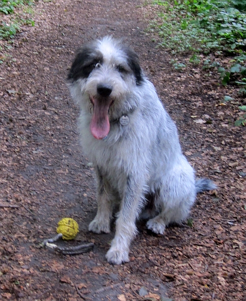 Hannes