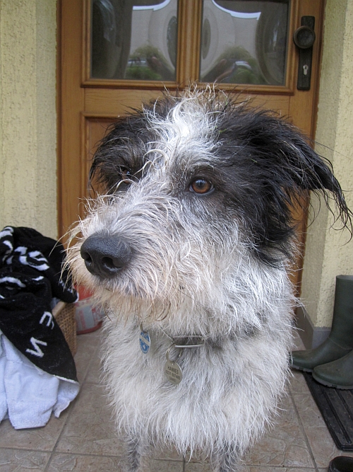 Hannes