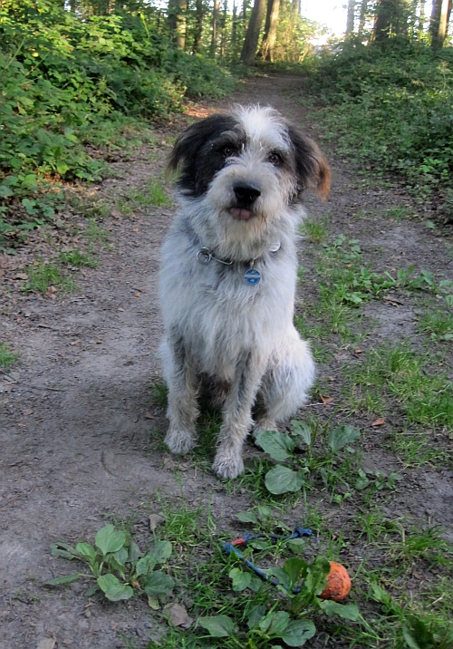 Hannes