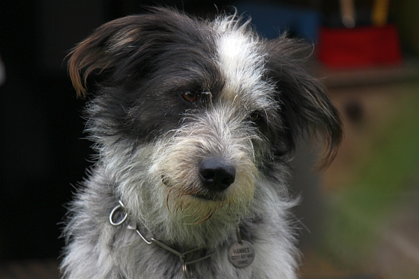 Hannes