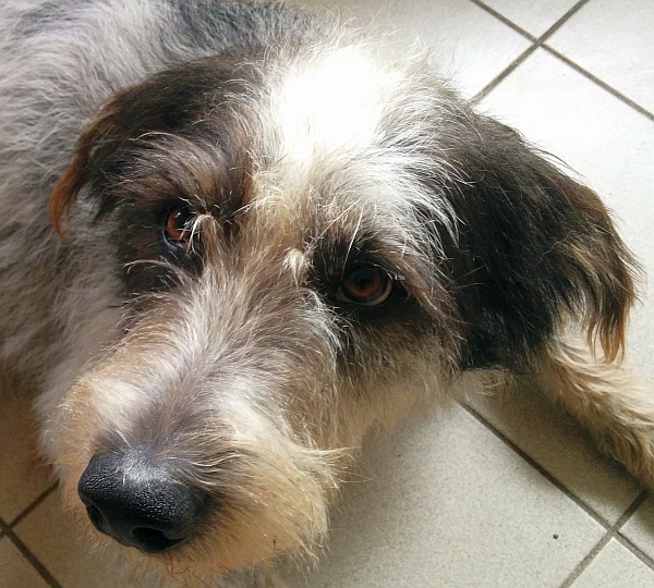 Hannes