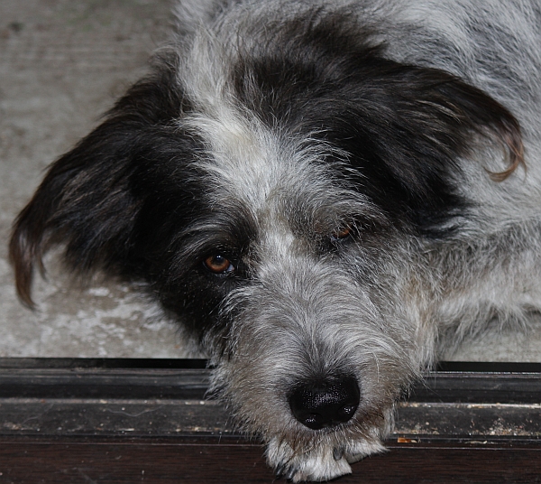 Hannes