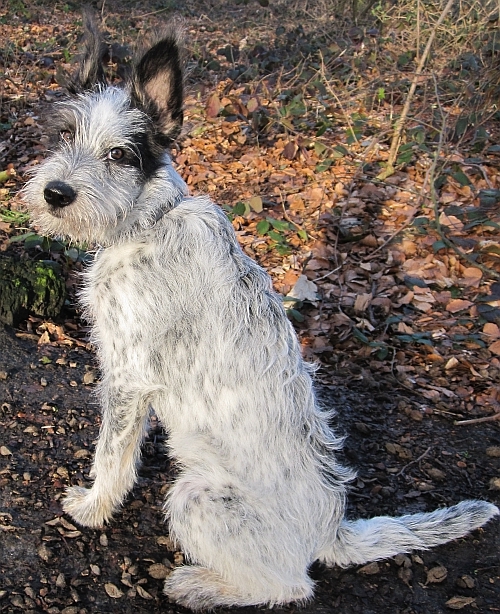 Hannes
