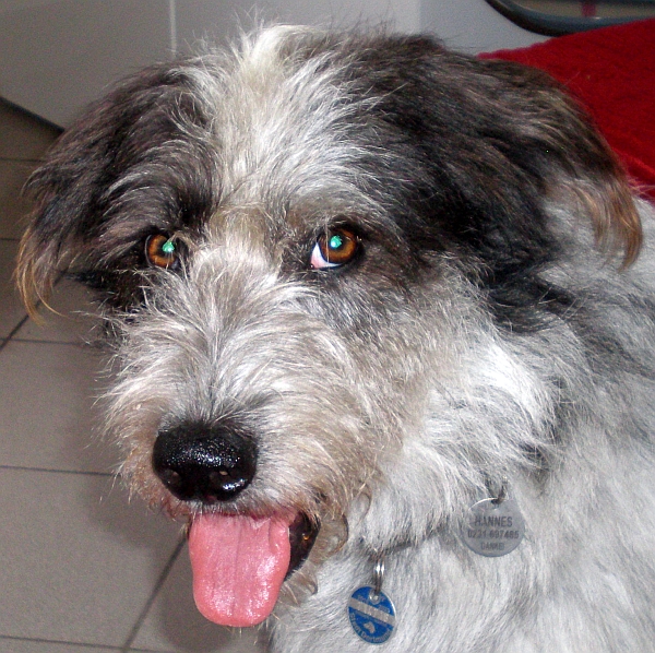 Hannes