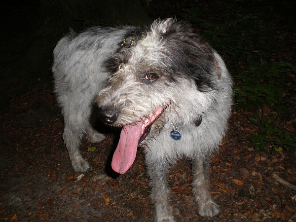 Hannes