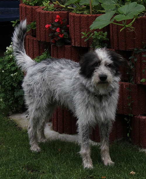 Hannes