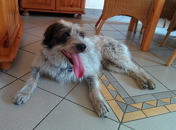 Hannes