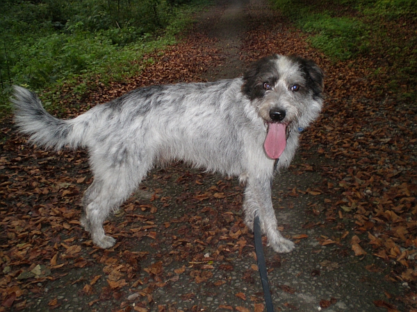 Hannes