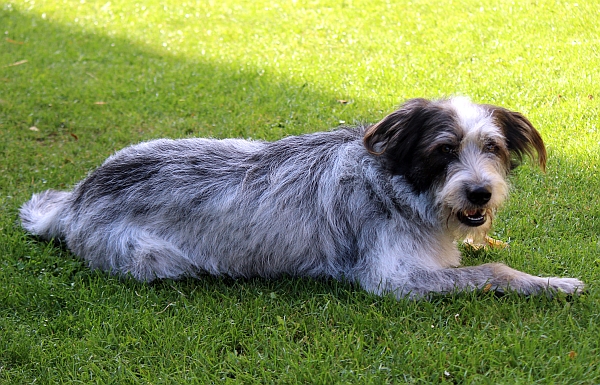 Hannes