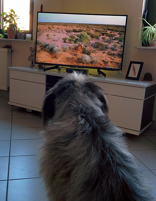 Hannes