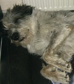 Hannes