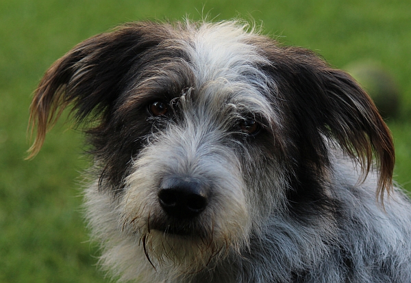 Hannes