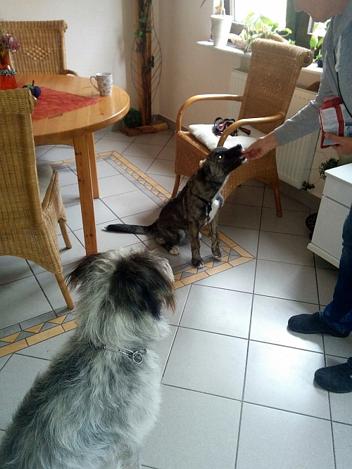 Hannes
