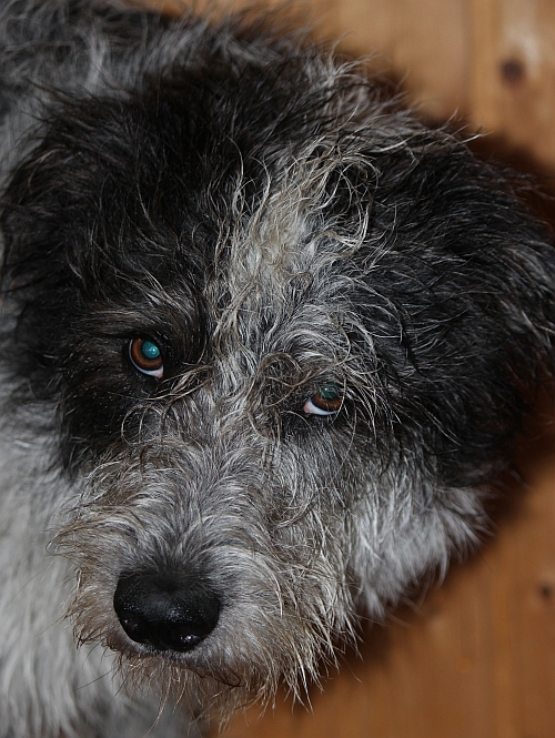 Hannes