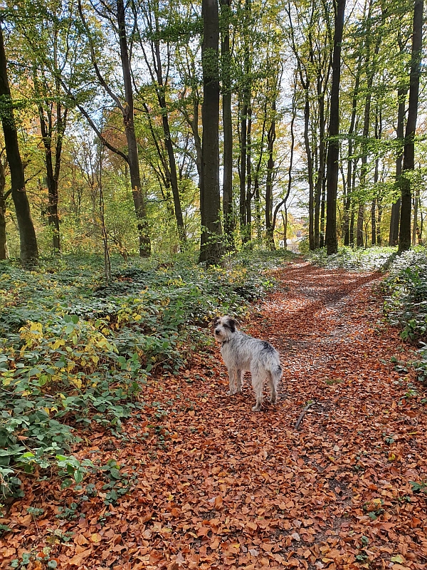 Hannes