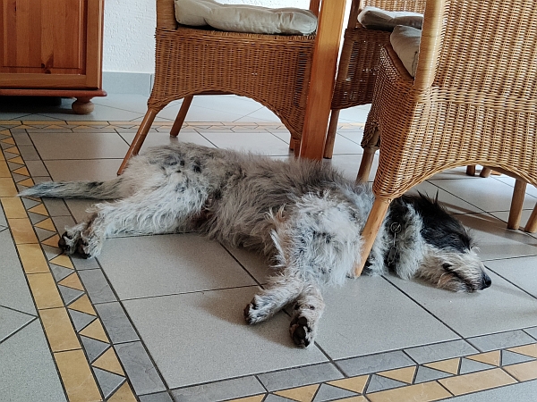 Hannes