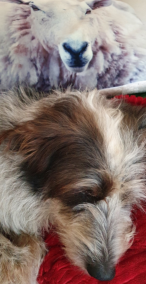 Hannes