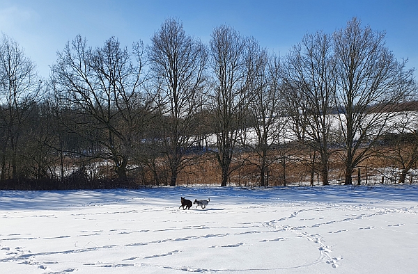 Hannes