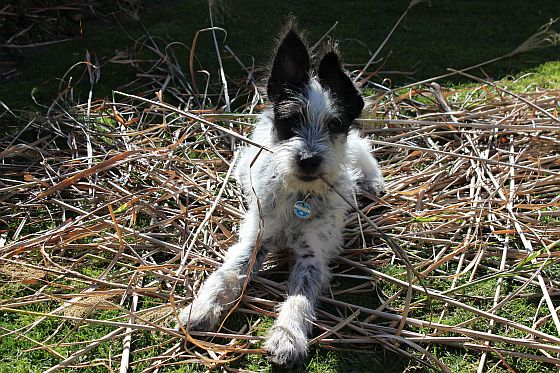 Hannes