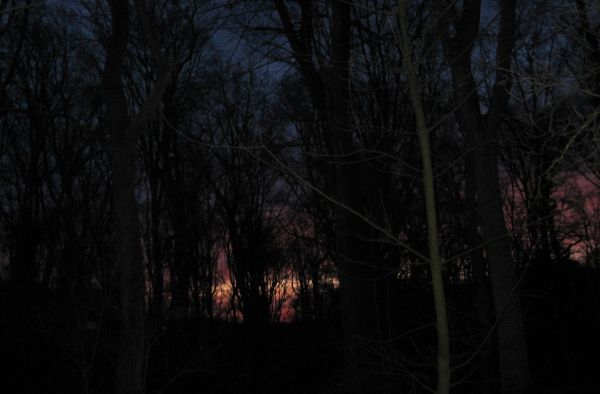 Am Morgen im Wald