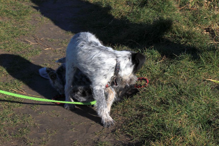 Melly und Hannes spielen im Feld